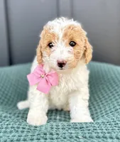 Sophie, a female Miniature Goldendoodle for sale in Beach City, OH – 4 of 10