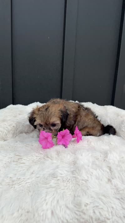 Alaina, a female Bichon Frise and Shih Tzu for sale in Beach City, OH – 10 of 10