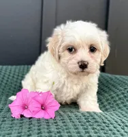 Callie, a female Bichon Frise and Shih Tzu for sale in Beach City, OH – 3 of 10