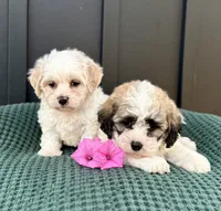 Cody, a male Bichon Frise and Shih Tzu for sale in Beach City, OH – 9 of 9