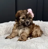 Olivia, a female Bichon Frise and Shih Tzu for sale in Beach City, OH – 2 of 9