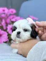 AKC Dixie, a female Shih Tzu for sale in Beach City, OH – 8 of 10