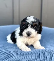 REX, a male Cavapoo for sale in Beach City, OH – 5 of 10