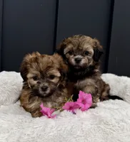 Alaina, a female Bichon Frise and Shih Tzu for sale in Beach City, OH – 9 of 10