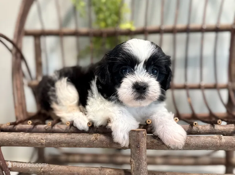 Nella – Bichon Frise, Shih Tzu puppy for sale in Beach City, OH