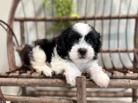 Nella, a female Bichon Frise and Shih Tzu for sale in Beach City, OH – 1 of 10