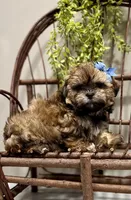 Lyndon, a male Shichon for sale in Beach City, OH – Photo 1 of 10