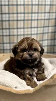 Lyndon, a male Shichon for sale in Beach City, OH – Photo 5 of 10