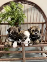 Lyndon, a male Shichon for sale in Beach City, OH – Photo 8 of 10
