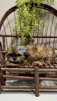 Lyndon, a male Shichon for sale in Beach City, OH – Photo 2 of 10