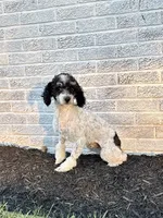 ROSCO, a male Cavapoo for sale in Beach City, OH – 10 of 10