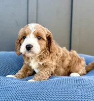 ROWEN, a male Cavapoo for sale in Beach City, OH – 3 of 10