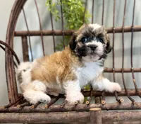 Nora, a female Bichon Frise and Shih Tzu for sale in Beach City, OH – 6 of 10