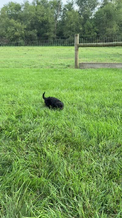 Sawyer , a male Miniature Goldendoodle for sale in Beach City, OH – 10 of 10