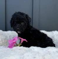 Spencer, a male Miniature Goldendoodle for sale in Beach City, OH – 8 of 10