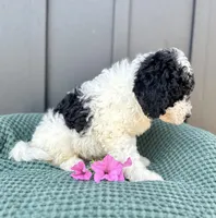 Sailor, a male Miniature Goldendoodle for sale in Beach City, OH – 5 of 9