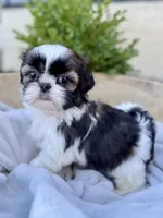 AKC Lyla, a female Shih Tzu for sale in Beach City, OH – 9 of 10