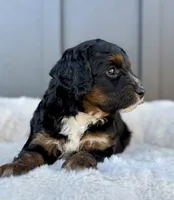 REO, a male Cavapoo for sale in Beach City, OH – 2 of 10