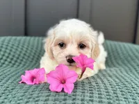 Callie, a female Bichon Frise and Shih Tzu for sale in Beach City, OH – 5 of 10