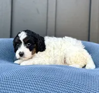ROMEO, a male Cavapoo for sale in Beach City, OH – 7 of 10