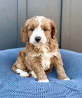 ROWEN, a male Cavapoo for sale in Beach City, OH – 6 of 10
