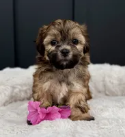 Olivia, a female Bichon Frise and Shih Tzu for sale in Beach City, OH – 4 of 9