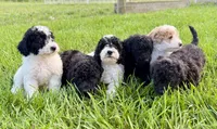 Spencer, a male Miniature Goldendoodle for sale in Beach City, OH – 6 of 10