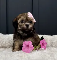 Alaina, a female Bichon Frise and Shih Tzu for sale in Beach City, OH – 3 of 10