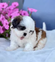 AKC Dixie, a female Shih Tzu for sale in Beach City, OH – 4 of 10
