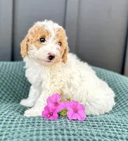 Sophie, a female Miniature Goldendoodle for sale in Beach City, OH – 6 of 10