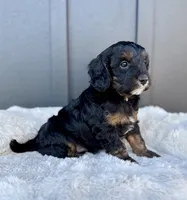 ROSCO, a male Cavapoo for sale in Beach City, OH – 3 of 10