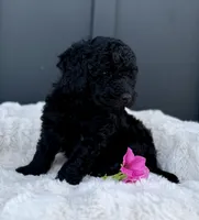 Sawyer , a male Miniature Goldendoodle for sale in Beach City, OH – 3 of 10