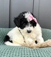Sadie, a female Miniature Goldendoodle for sale in Beach City, OH – 8 of 9