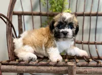 Nora, a female Bichon Frise and Shih Tzu for sale in Beach City, OH – 8 of 10