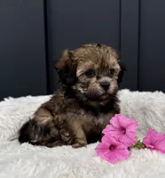 Alaina, a female Bichon Frise and Shih Tzu for sale in Beach City, OH – 5 of 10