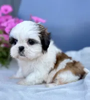AKC Dixie, a female Shih Tzu for sale in Beach City, OH – 9 of 10