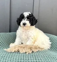 Sadie, a female Miniature Goldendoodle for sale in Beach City, OH – 2 of 9