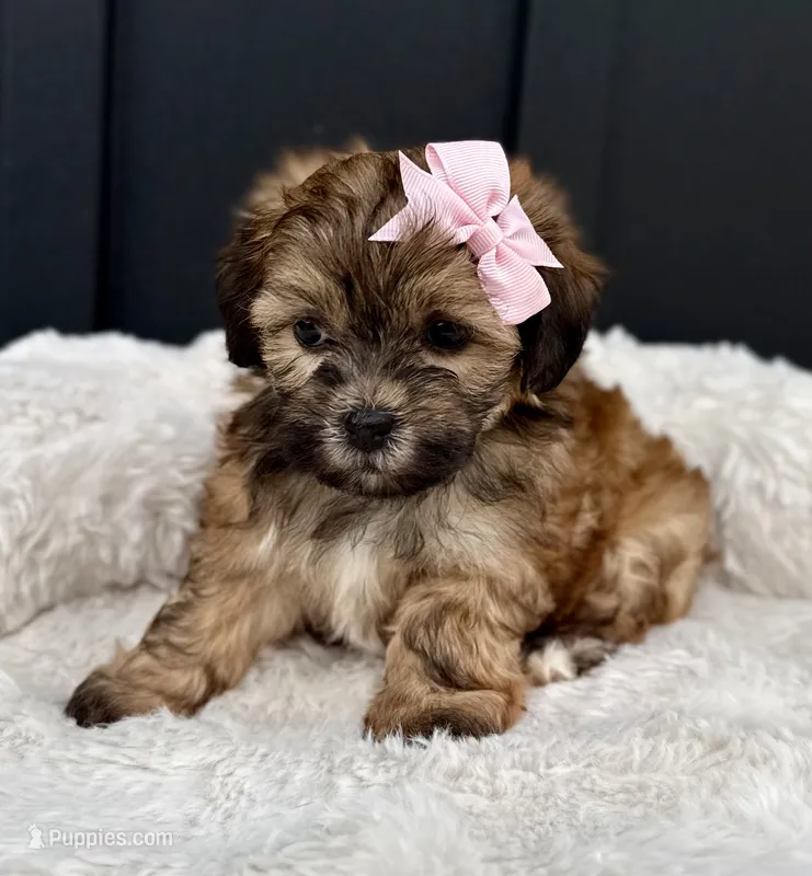 Olivia – Bichon Frise, Shih Tzu puppy for sale in Beach City, OH