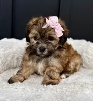 Olivia, a female Bichon Frise and Shih Tzu for sale in Beach City, OH – 1 of 9