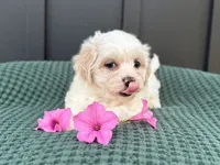 Callie, a female Bichon Frise and Shih Tzu for sale in Beach City, OH – 4 of 10