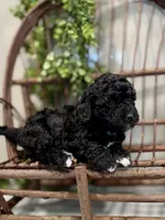 Oakley, a female Miniature Goldendoodle for sale in Beach City, OH – Photo 6 of 10