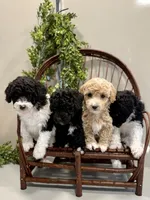 Oakley, a female Miniature Goldendoodle for sale in Beach City, OH – Photo 8 of 10