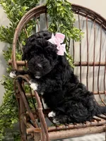 Oakley, a female Miniature Goldendoodle for sale in Beach City, OH – Photo 1 of 10
