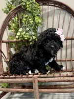 Oakley, a female Miniature Goldendoodle for sale in Beach City, OH – Photo 9 of 10
