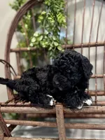 Oakley, a female Miniature Goldendoodle for sale in Beach City, OH – Photo 4 of 10