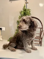 Spencer, a male Miniature Goldendoodle for sale in Beach City, OH – 9 of 10