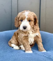 ROWEN, a male Cavapoo for sale in Beach City, OH – 4 of 10