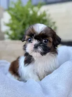 AKC Letti, a female Shih Tzu for sale in Beach City, OH – 2 of 10