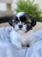 AKC Leo, a male Shih Tzu for sale in Beach City, OH – 6 of 10