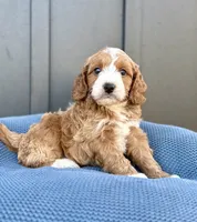 ROWEN, a male Cavapoo for sale in Beach City, OH – 5 of 10